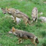 Boschi e lupi nel territorio di Gioia del Colle